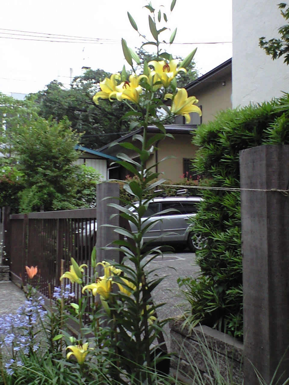 背の高い黄色い百合の花 目白日記